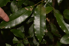 Litsea reticulata