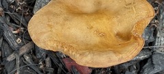 Agrocybe putaminum