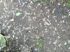 Chionanthus virginicus