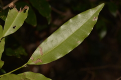 Litsea reticulata