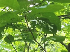 Chionanthus virginicus