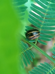 Doryphorina