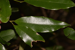 Litsea reticulata