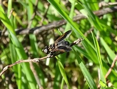 Trichopoda pictipennis