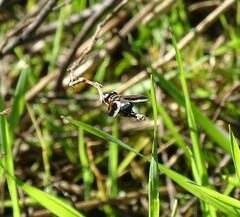 Trichopoda pictipennis