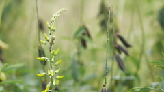 Crotalaria pallida