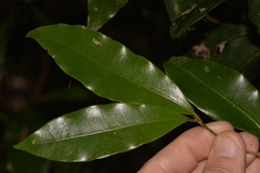 Litsea reticulata