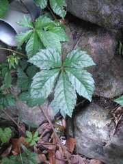 Tetrastigma obtectum glabrum