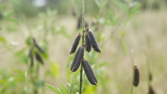 Crotalaria pallida