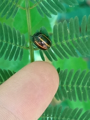 Doryphorina