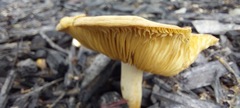 Agrocybe putaminum