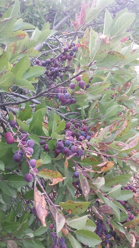Prunus maritima