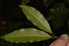 Litsea reticulata