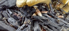 Agrocybe putaminum