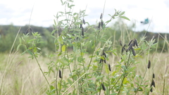 Crotalaria pallida