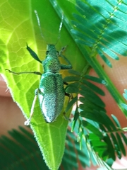 Naupactus