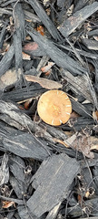 Agrocybe putaminum