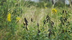 Crotalaria pallida