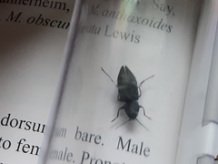 Melanophila acuminata