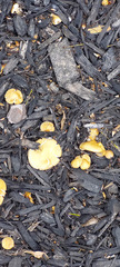 Agrocybe putaminum