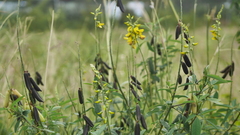 Crotalaria pallida