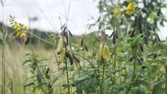 Crotalaria pallida