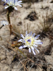 Lachnaea filamentosa