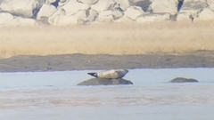 Phoca vitulina