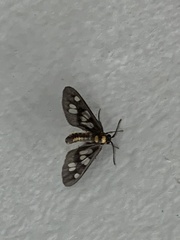 Eressa confinis