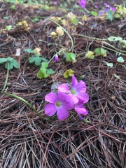 Oxalis arenaria