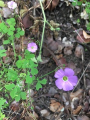 Oxalis arenaria