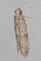 Phycitinae