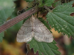 Operophtera fagata