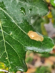 Phyllonorycter messaniella