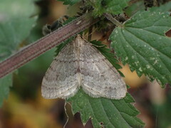 Operophtera fagata