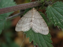 Operophtera fagata