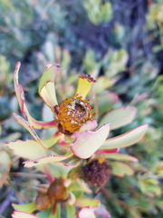 Leucadendron arcuatum