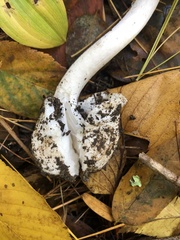 Amanita magnivelaris