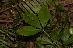 Melicope micrococca