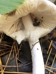 Amanita magnivelaris
