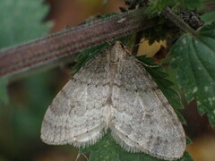 Operophtera fagata