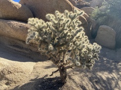 Cylindropuntia echinocarpa