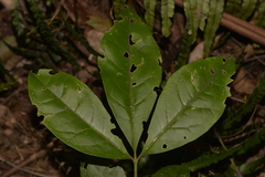 Melicope micrococca