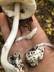 Amanita magnivelaris