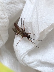 Cratichneumon