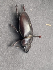 Lucanus elaphus