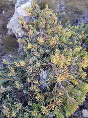 Leucadendron arcuatum