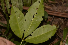 Melicope micrococca