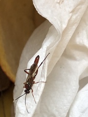 Cratichneumon