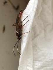 Cratichneumon
